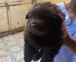 A venda Chow chow