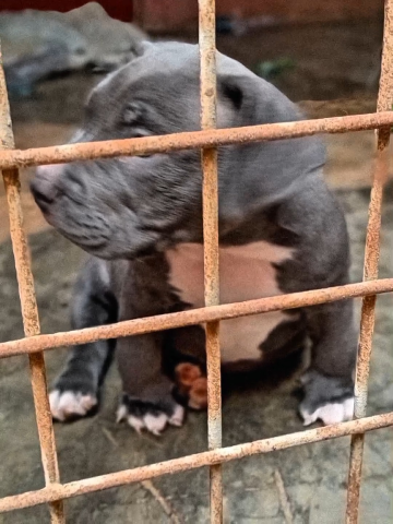 Venda American Bully Macho de Alta Linhagem Oportunidade Única!
