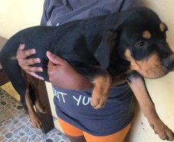 A venda Rottweiler puro de 4 meses