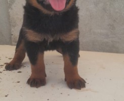 A venda Filhote de Rottweiller