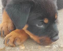 A venda Macho de Rottweiller