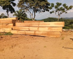 A venda Madeira Moreira (Iroko) de Alta Qualidade 1.000 m³ Disponíveis | Ideal...