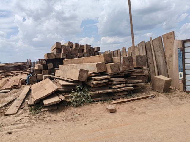 Venda Madeira Moreira (Iroko) de Alta Qualidade 1.000 m³ Disponíveis | Ideal para Construção e Carpintaria