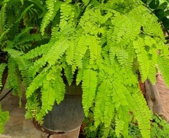 A venda BOM JARDIM FAZ FALTA NA CASA